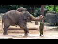 Singapore Zoo Elephant Show