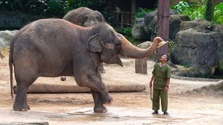 Singapore Zoo Elephant Show