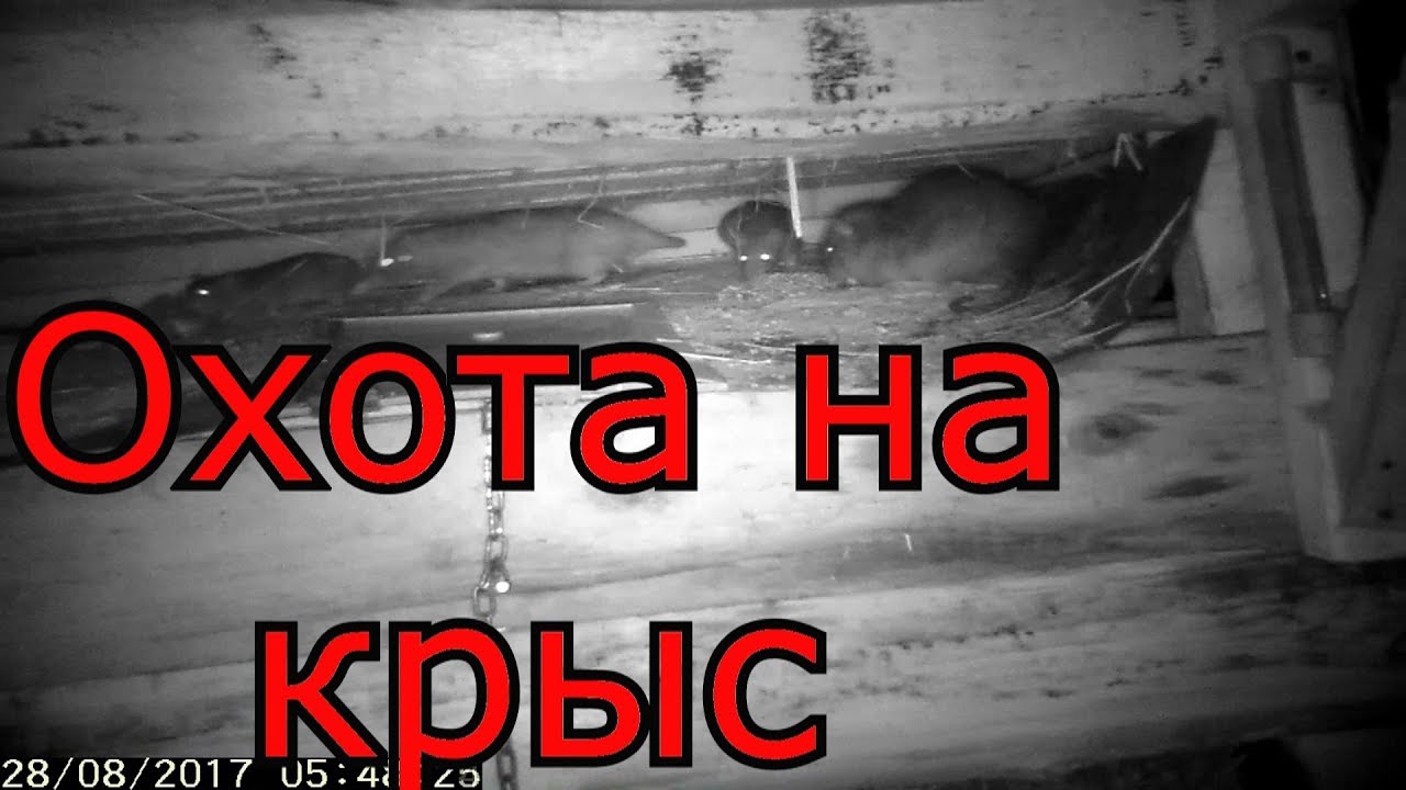 Охота на крыс - YouTube