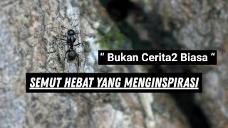 Semut hebat yang menginspirasi