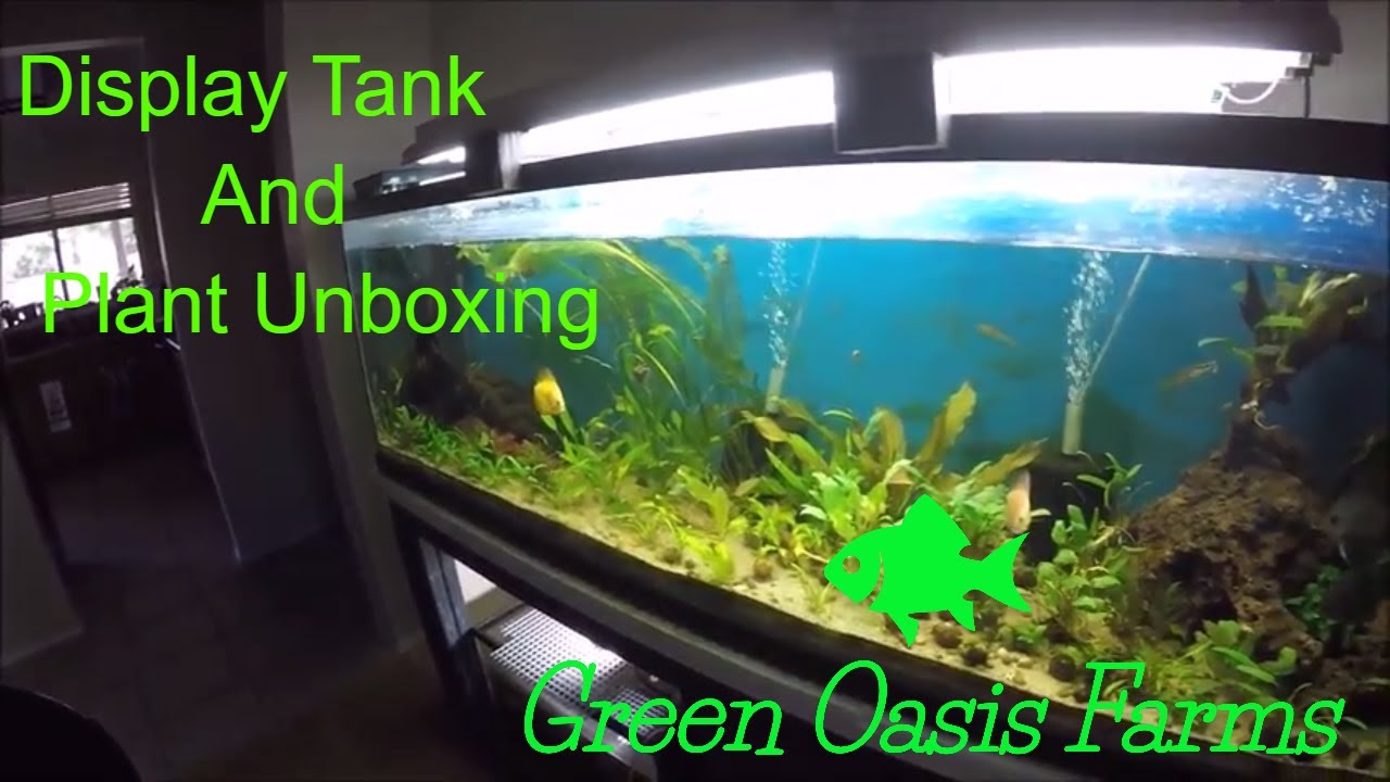Discus Display Tank Update and Plant Unboxing - YouTube