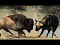 BISONTE AMERICANO vs BUFALO AFRICANO | ¿Quién Ganaría? | EPIC VERSUS 🐃