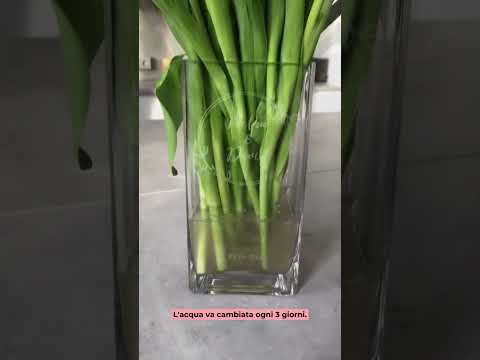 Video: I tulipani possono crescere in acqua: consigli per coltivare tulipani senza terra