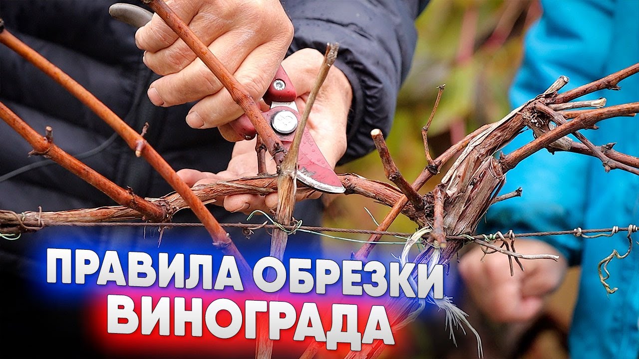 Правила обрезки винограда