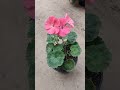 Flower beauty 🌸🌸#trending #flowers #viral #follow #for you