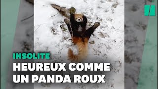 Il n'y a pas plus heureux que ce panda roux dans la neige