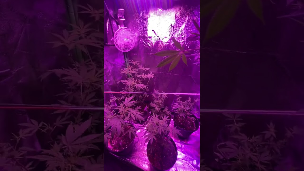 One fan grow/6 plants will it work?😳