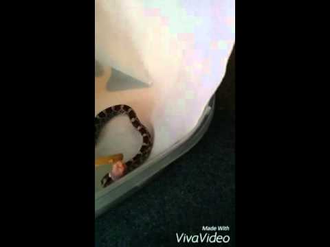 Corn snake eats two pinky mice