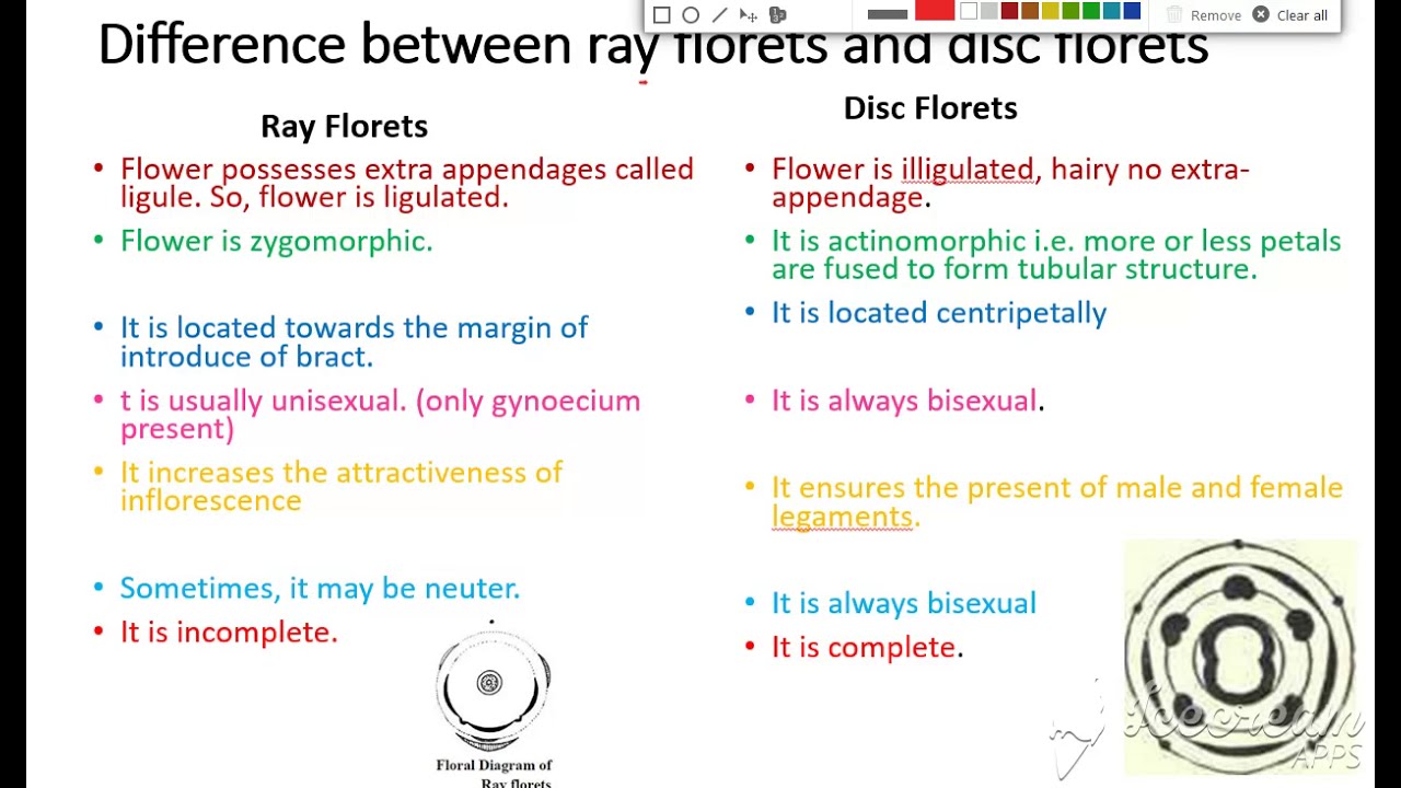 What Is A Floret Flower What Is A Floret Flower