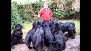 doremi with Newfoundland dogs