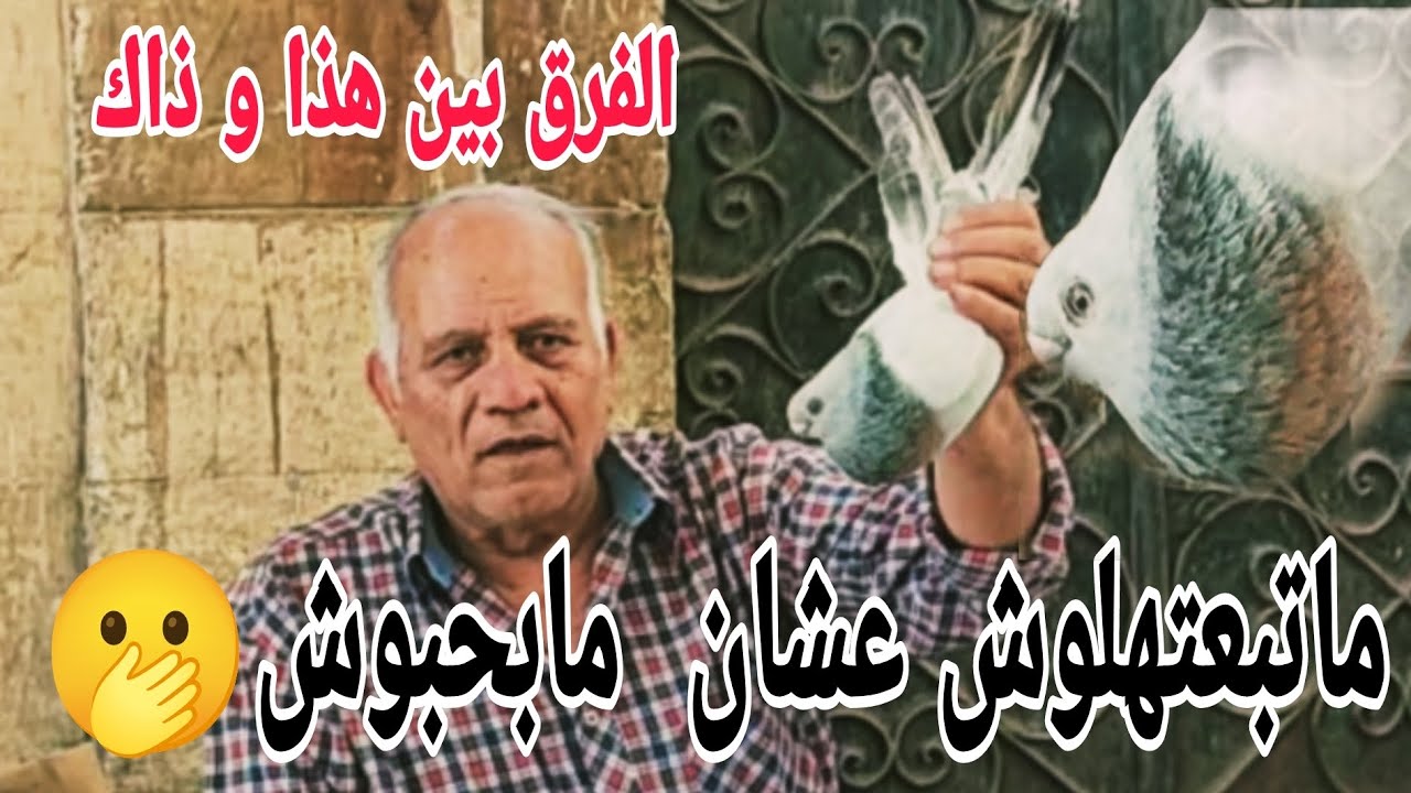 🔴  إبرا في كوووم قش #الحمام_الغزار