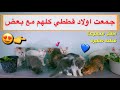 اكثر من ١٤ قطه صغيره في غرفه وحده 😍 تعرفوا على القطط الصغيره الجديده ❤️/ Mohamed Vlog