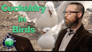 Secret Mating Strategies. Why Birds Cheat.