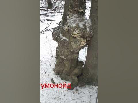 гумонойд - YouTube