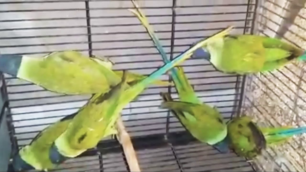 Plum head parrot price update 