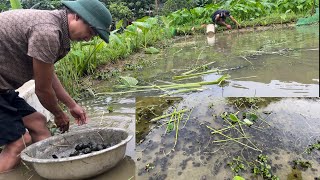 Harvest giant snails on the farm 