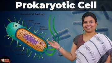 Prokaryotic Cell