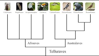 The Bird Family Tree: How all the Major Bird Groups are Related to Each Other.