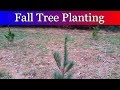 Planting 55 trees on the Homestead