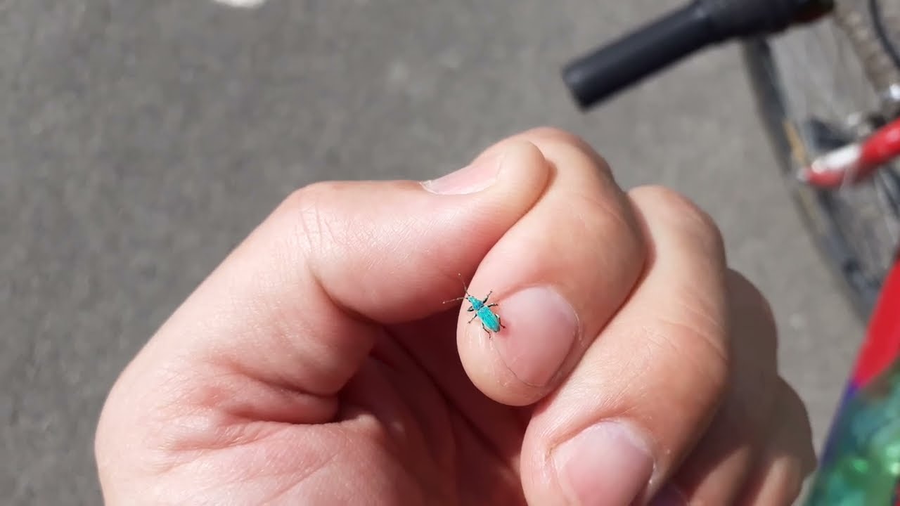 tyrkisový chrobák polydrusus formosus 26.5.2022 Šúr