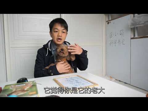 狗狗最爱你的五个表现，你家的狗狗也有吗？