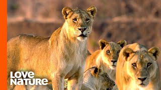 The MK Lions and Cubs are On The Brink of Disaster | Love Nature