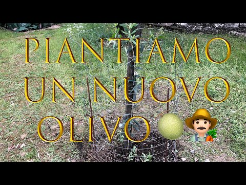 Piantiamo un nuovo Olivo Insieme - Leccio del Corno - Terreno Complicato/lavorazione manuale