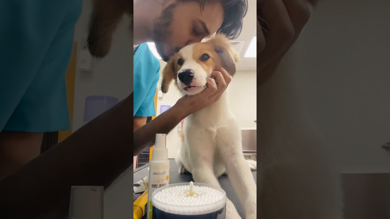 Rescued dog grooming 🥹