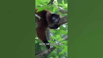 🔥RED RUFFED LEMUR–THE FIERY SPIRIT OF MADAGASCAR’S RAINFOREST | ONE OF THE RAREST PRIMATES ON EARTH🌿