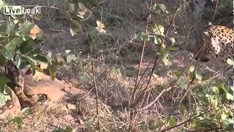 Leopard Kills Huge Python!!