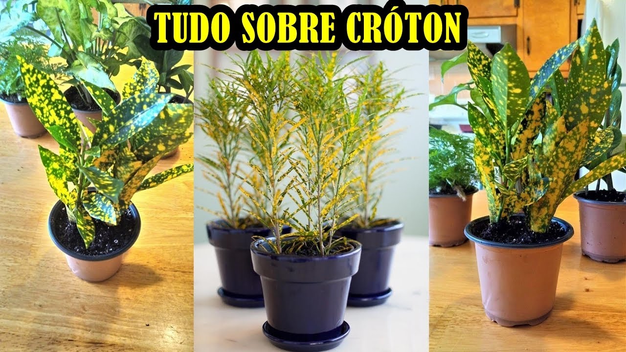 CRÓTON - Dicas Fáceis e Simples de Cultivo, Rega, Adubação, Pragas e Replante