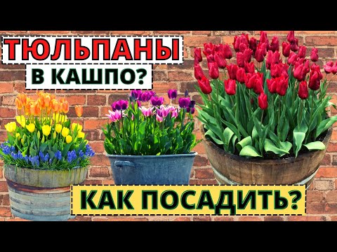 Секреты высаживания ТЮЛЬПАНОВ  в кашпо для очень раннего цветения