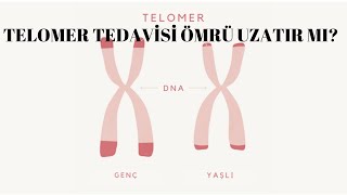 UZUN YAŞAMIN SIRRI: Telomerler ve Hücre yaşlanması // İŞ İMKANI SAĞLAR MI?