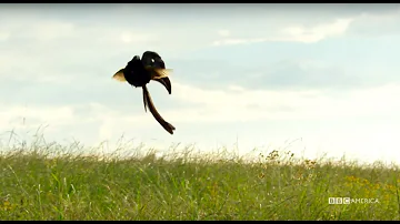 Widowbirds Compete For Love In A Jumping Contest - Planet Earth II