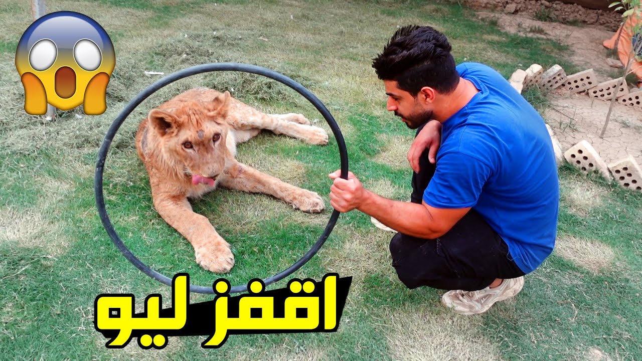 تدريب الاسد على الأوامر 🔥 الجزء الاول 2022 #عمار ماهر