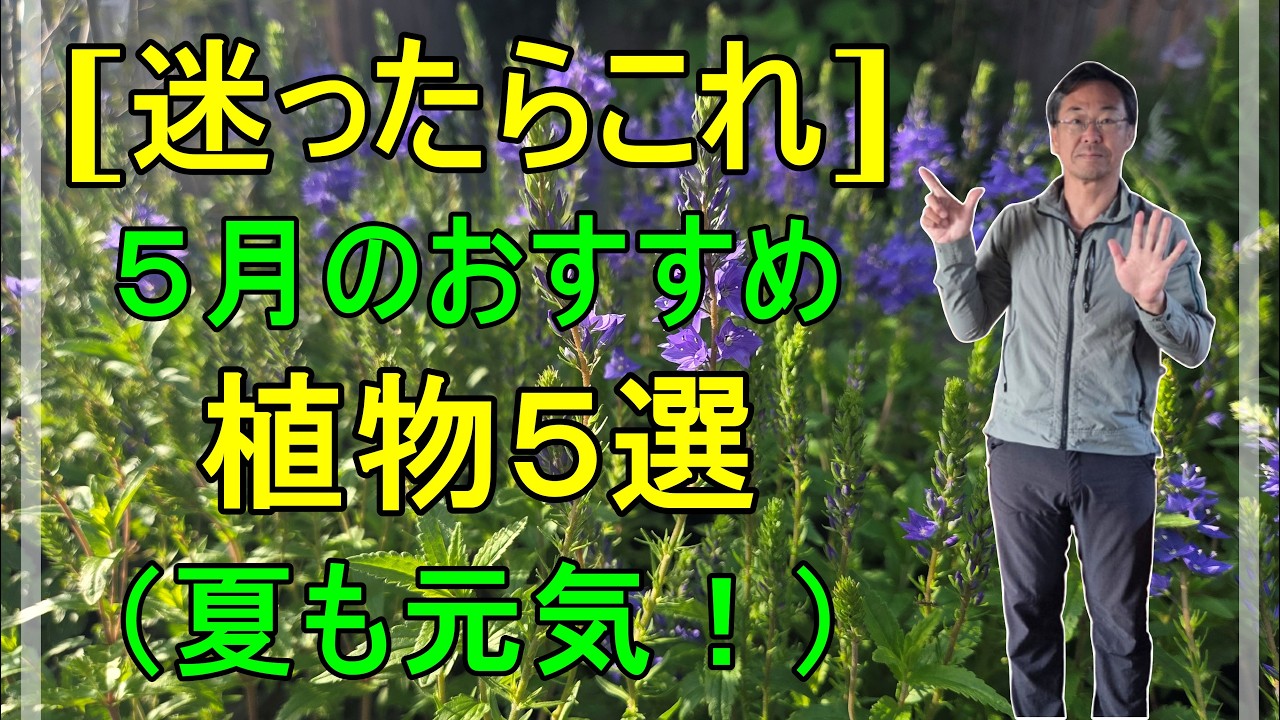[ガーデニング] 【迷ったらこれ】プロガーデナーが紹介する5月のおすすめ植物5選｜暑さに強くて失敗しない