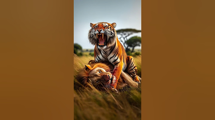Lion vs Tiger. Who wins? 🦁🐯
