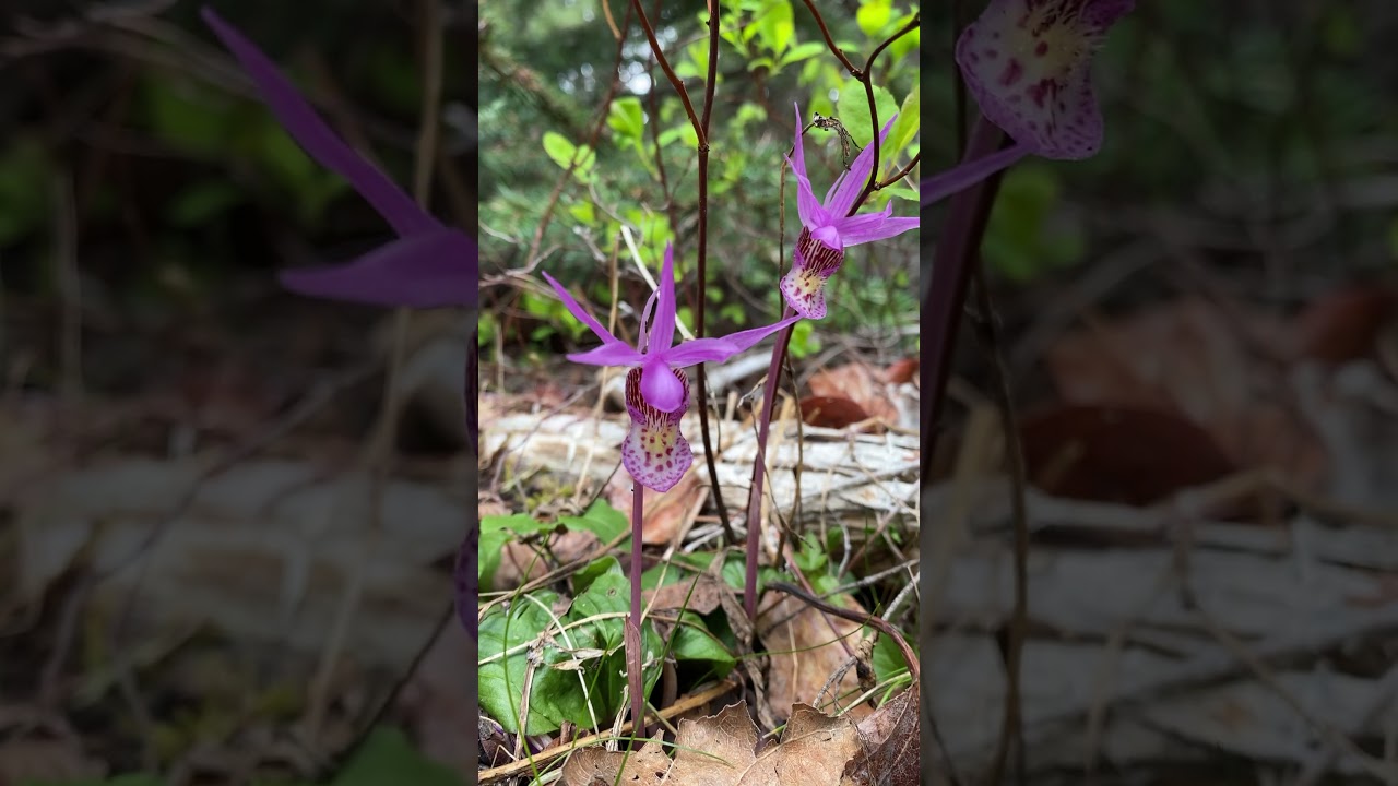 Fairy slipper magic ✨❤️✨ cascade ranges BC 🇨🇦 15 May 2026