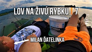 Lov Zubáča Candáta a Šťuky Štiky na Živú Rybku 7 🐬 Milan Ďatelinka 🥊 a Rybárske Videá s Demexom