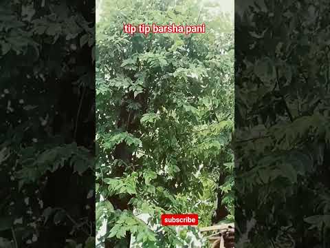 #tip #tip #barsha #pani please subscribe to youtube channel ID