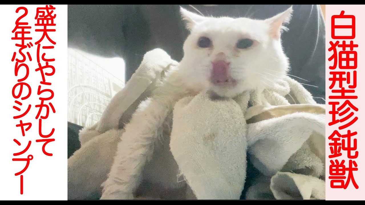 白猫型珍獣、猫の悟りを開いて無の境地に至る The zazen cat