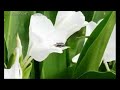Raima Sorma Video Kokborok Songs 