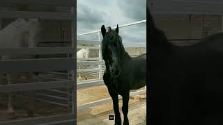 These Gorgeous Horses Will BLEW & SHOCK Your Mind #horses #horsevideo #shorts