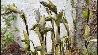 The spectacular hardy perennial Disporum cantoniense 'Night Heron' this plant scores another 10/10.