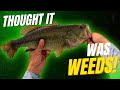 I Thought It Was Weeds...Turned Out To Be a Big Bass!
