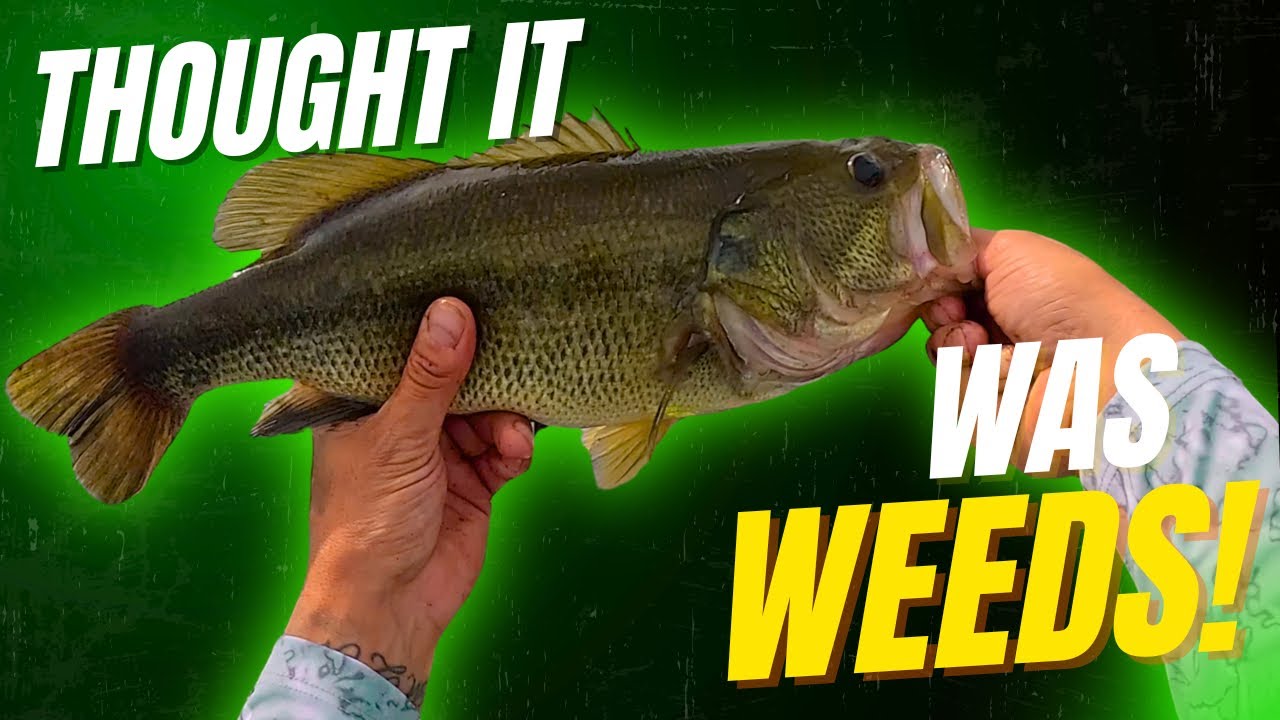 I Thought It Was Weeds…Turned Out To Be a Big Bass!