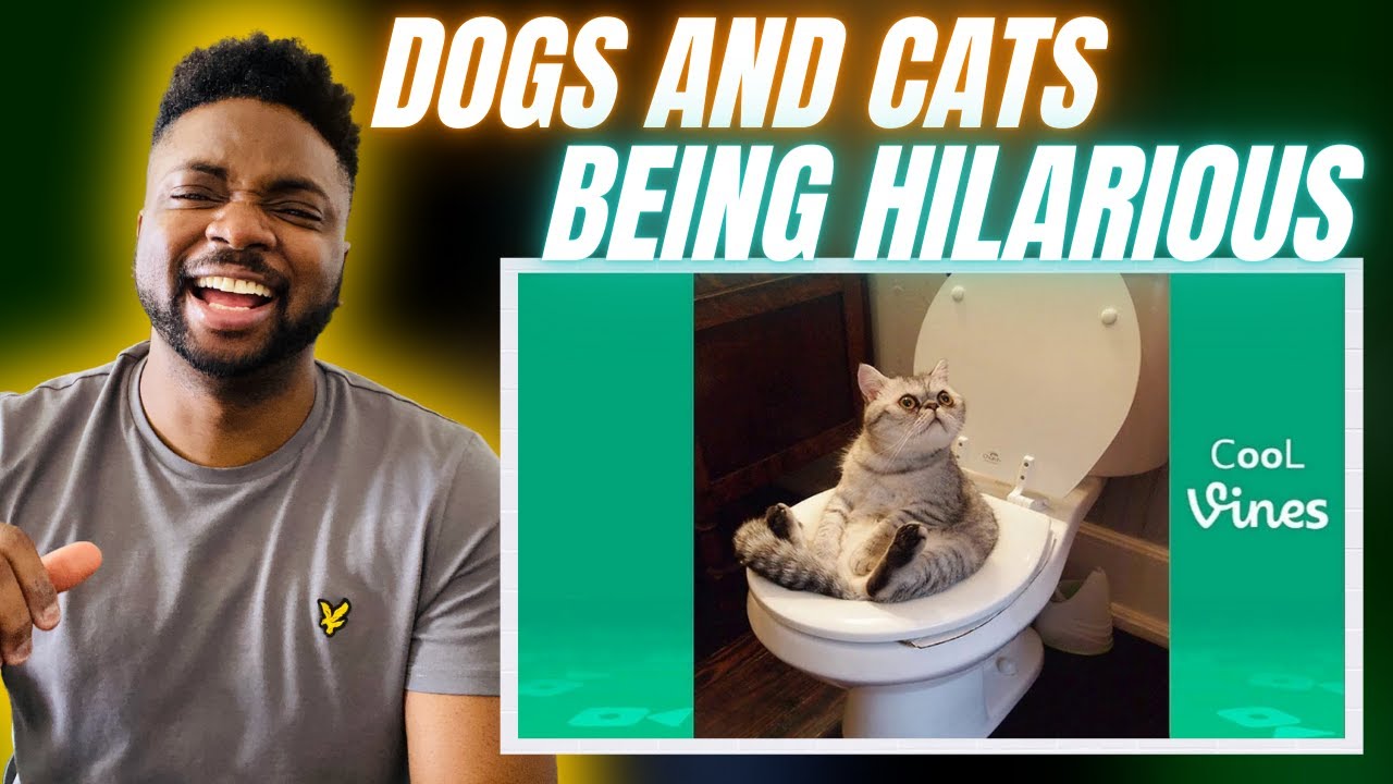 🇷🇺BRIT реагирует на то, что собаки и кошки — это весело!