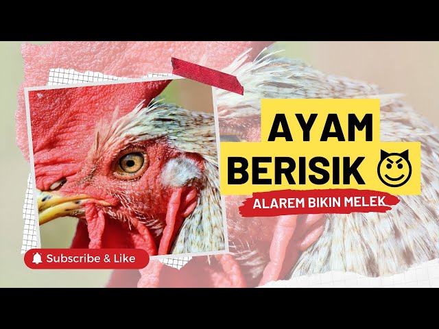 Alarm Bangun Tidur Berisik | Suara Ayam Berkokok di Pagi Hari (Dijamin Langsung Melek) class=