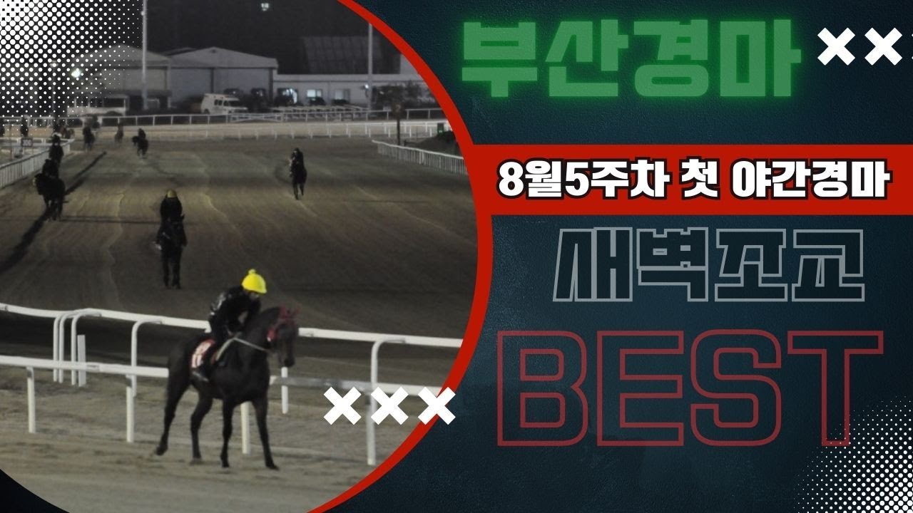 8월5주차 부산경마!! 돈되는 조교우수마 7두!! 훈련변화 보인 마필은??#새벽조교#과천경마장#조교우수마#굽소리경마