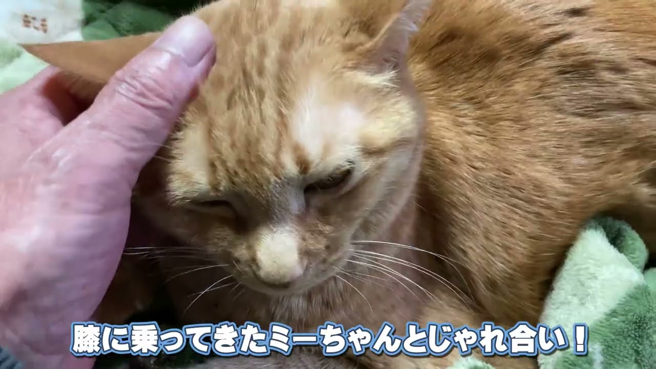 膝に乗ってきたミーちゃんとじゃれ合い #猫 #茶トラ #CAT - YouTube